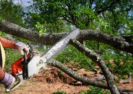 Best Tree Disease Treatment  in Brooklyn, OH