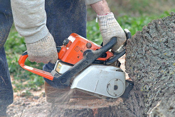 Best Storm Damage Tree Cleanup  in Brooklyn, OH