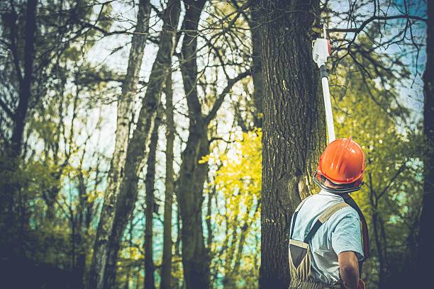 How Our Tree Care Process Works  in  Brooklyn, OH